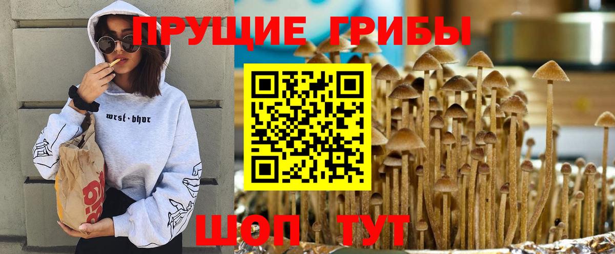 Псилоцибиновые грибы Psilocybe Юрга